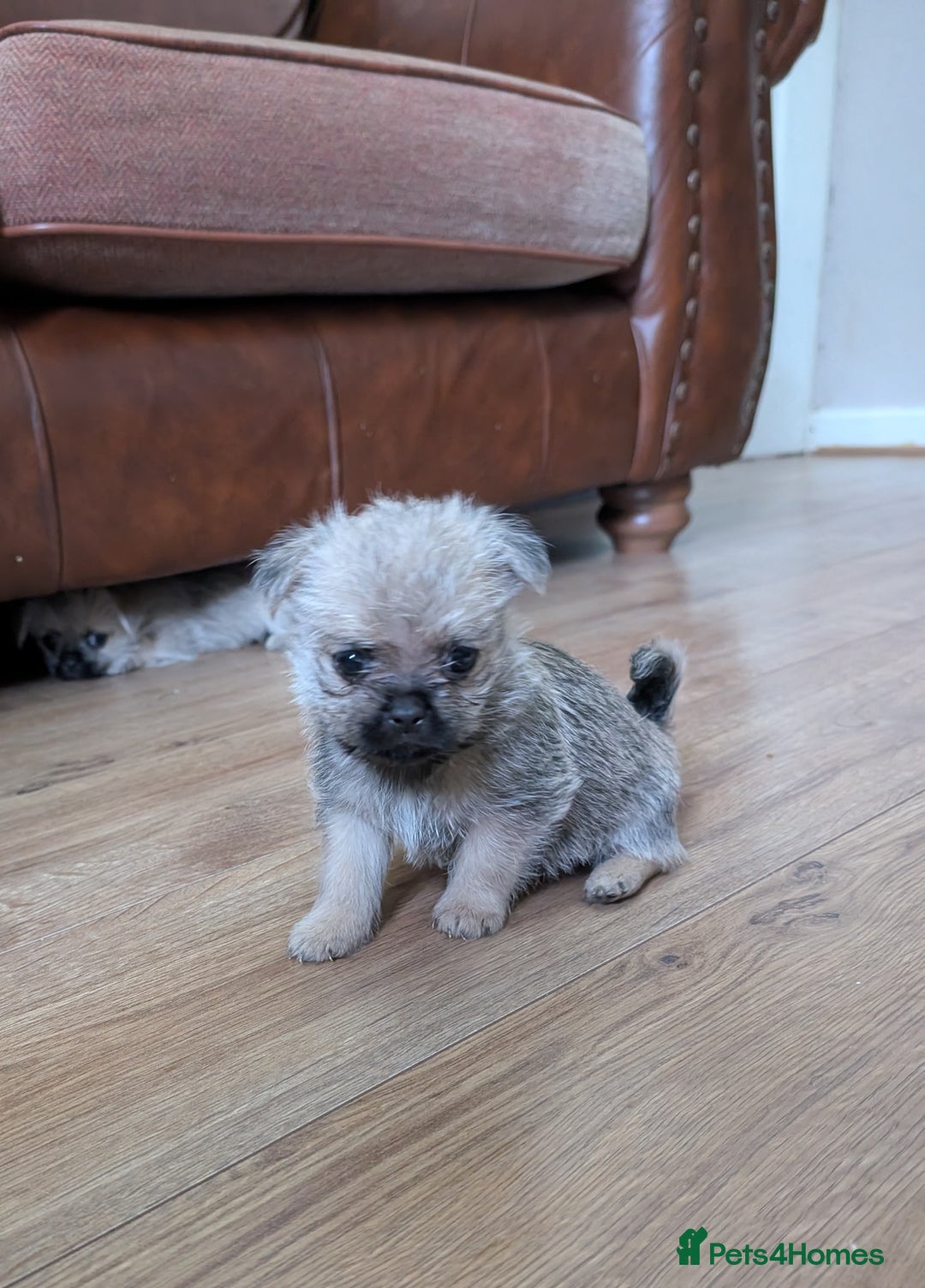 Mixed Breed dogs for sale: ShiChi - Image 6