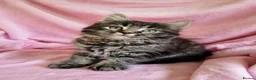 Mixed Breed cats for sale: Cute kittens  - Advert 8