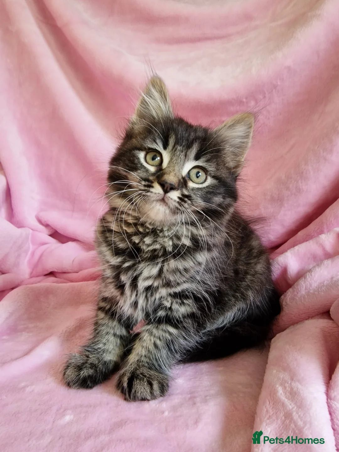 Mixed Breed cats for sale: Cute kittens  - Advert 8