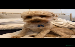 Cockapoo dogs for sale: Male miniature cocker  - Image 4