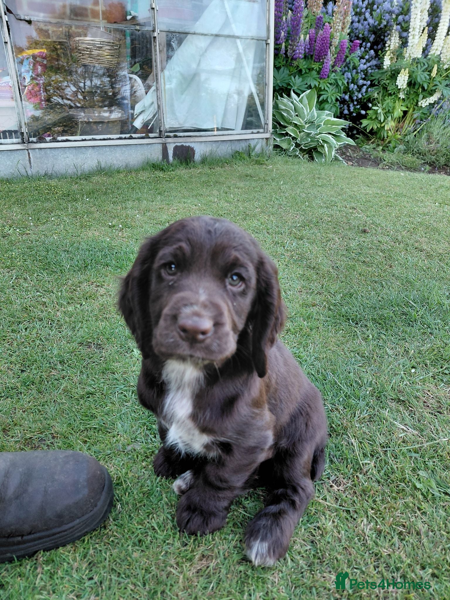 Cocker Spaniel dogs Working Cocker Spaniel  - Advert 1