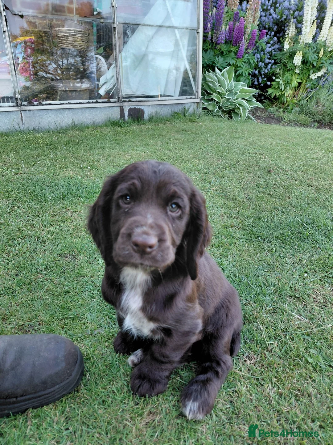 Cocker Spaniel dogs for sale: Working Cocker Spaniel  in Bedale - Advert 1