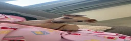 Italian Greyhound dogs for sale: Three Italian greyhound puppies  - Advert 3