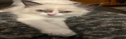 Ragdoll cats for sale: Beautiful baby girl ragdoll  - Advert 19