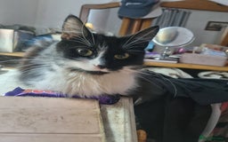 British Longhair cats for sale: Beautiful gorgeous kittens for sale - Image 6