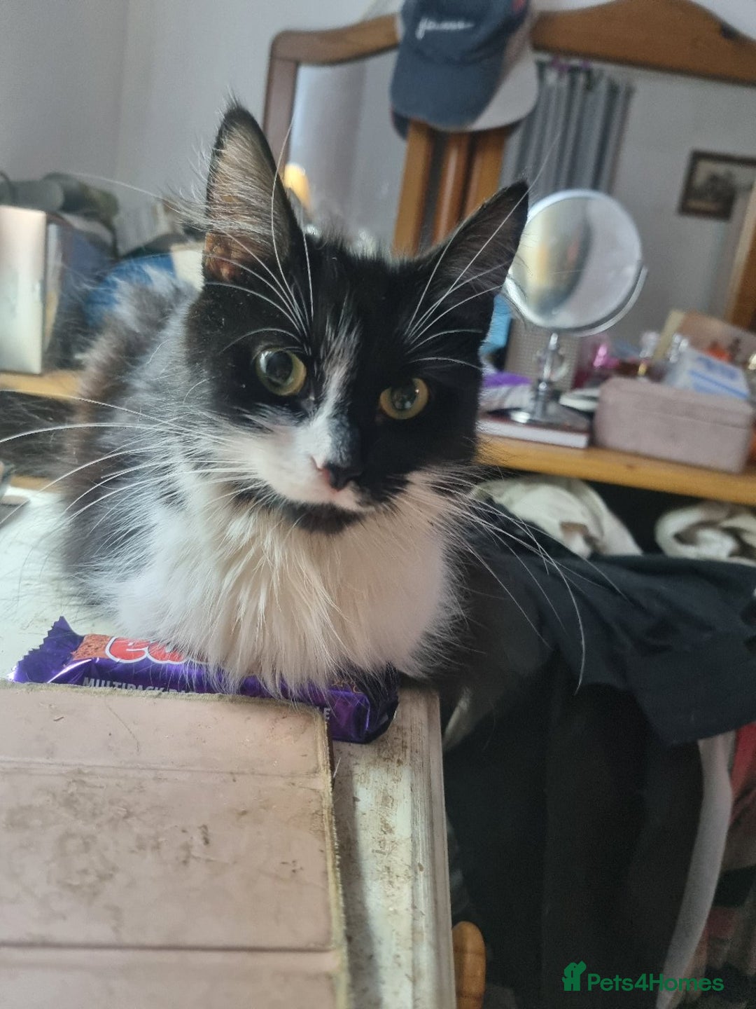 British Longhair cats for sale: Beautiful gorgeous kittens for sale - Image 6
