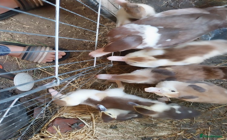 Ducks poultry - Advert 1