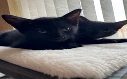 American Shorthair cats for sale: 2 BLACK FEMALE KITTENS FOR SALE - Image 1