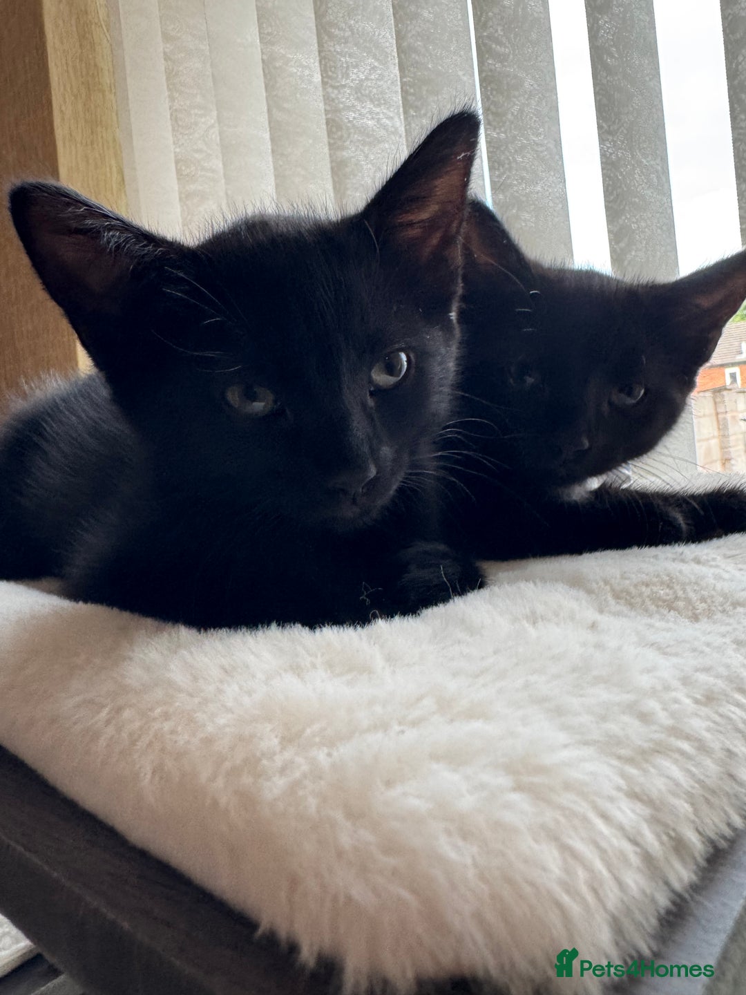 American Shorthair cats for sale: 2 BLACK FEMALE KITTENS FOR SALE - Image 1