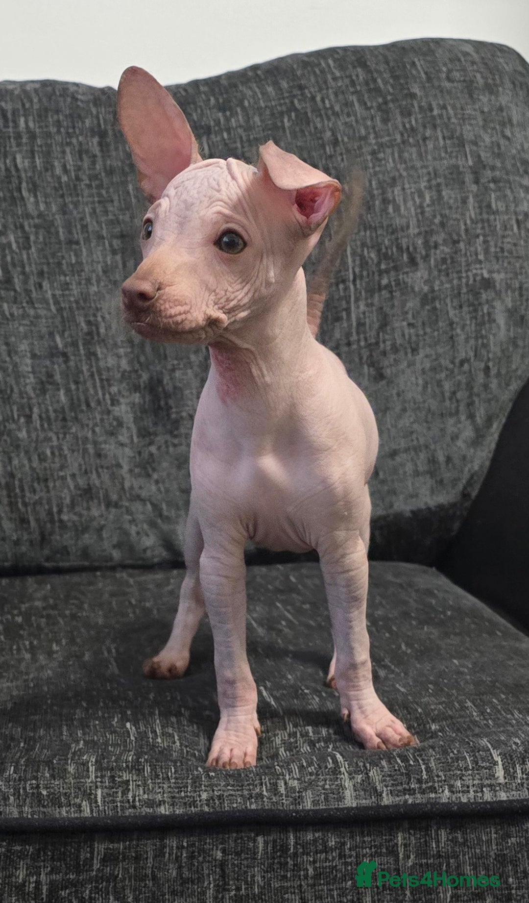Mexican Hairless dogs for sale: The Master miniature xoloitzcuintle RKC registered - Advert 4