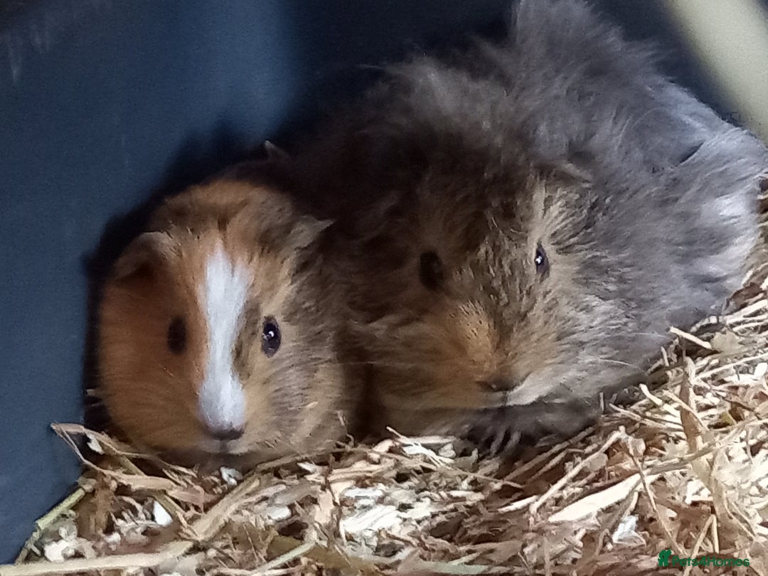 Guinea Pig rodents for sale: Baby male guinea pig pairs - Image 6