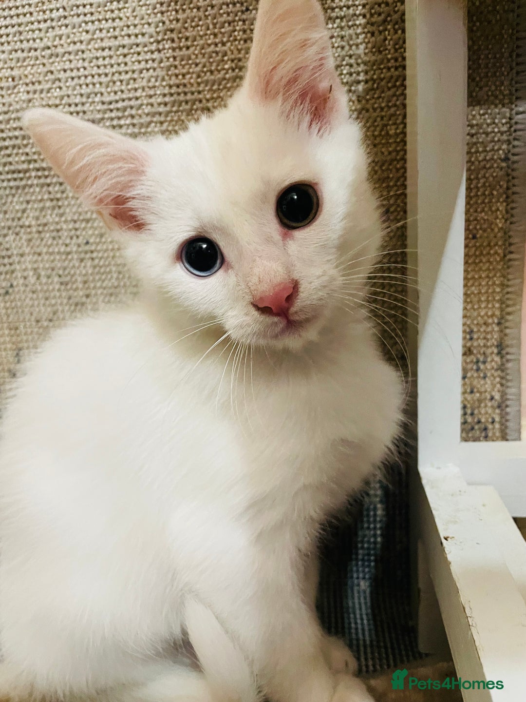 Mixed Breed cats for sale: Beautiful white odd eyed kitten - Image 3