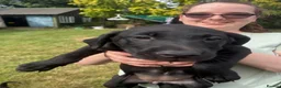 Labrador Retriever dogs for sale: Two beautiful girls left looking for love  in Spalding - Advert 7
