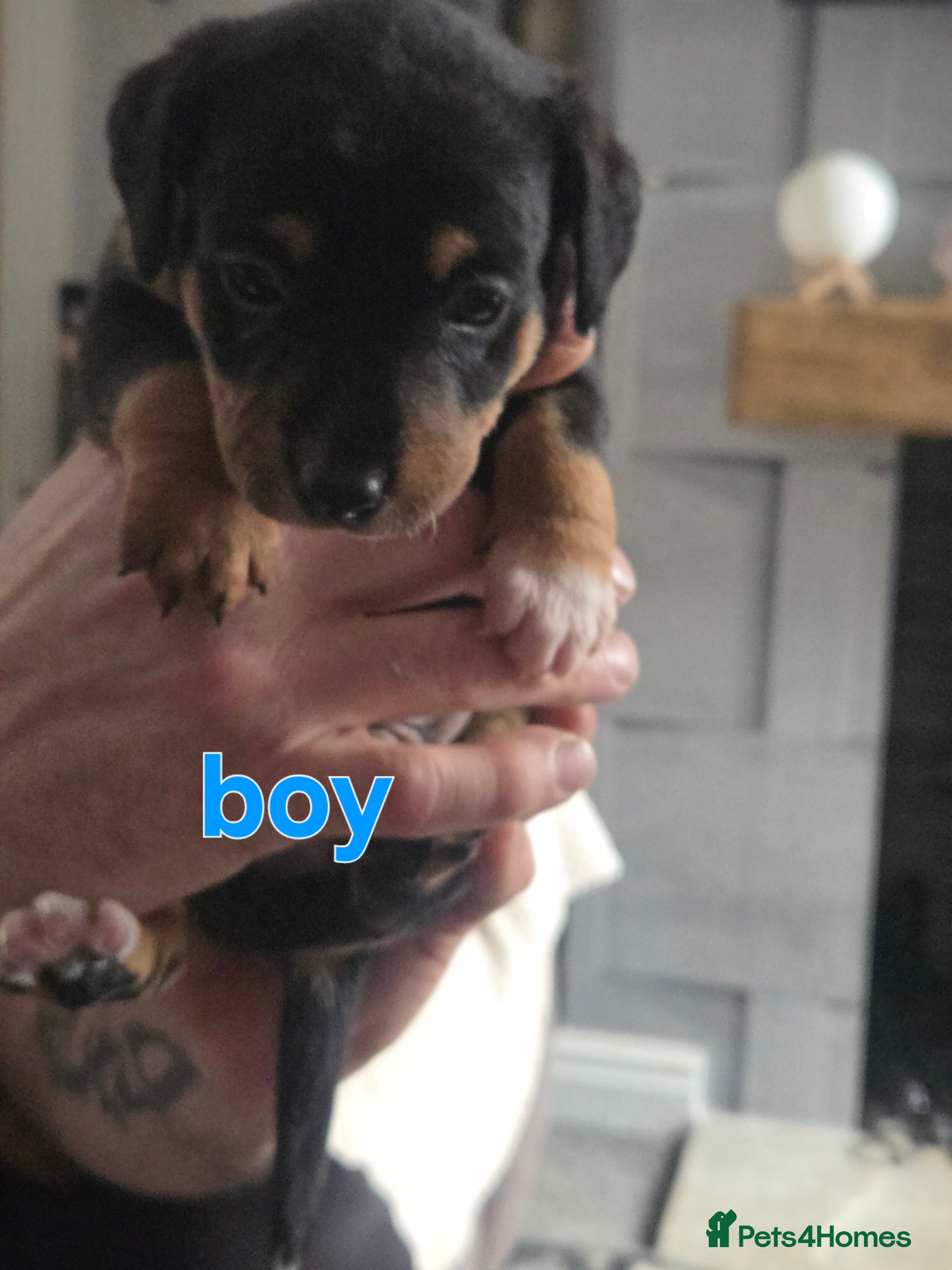 Mixed Breed dogs Border jack pups - Advert 13