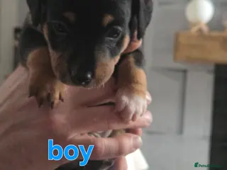 Mixed Breed dogs Border jack pups - Advert 13