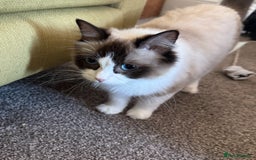 Domestic Shorthair cats for sale: Heartbreakingly a marriage breakup forces rehome - Image 19