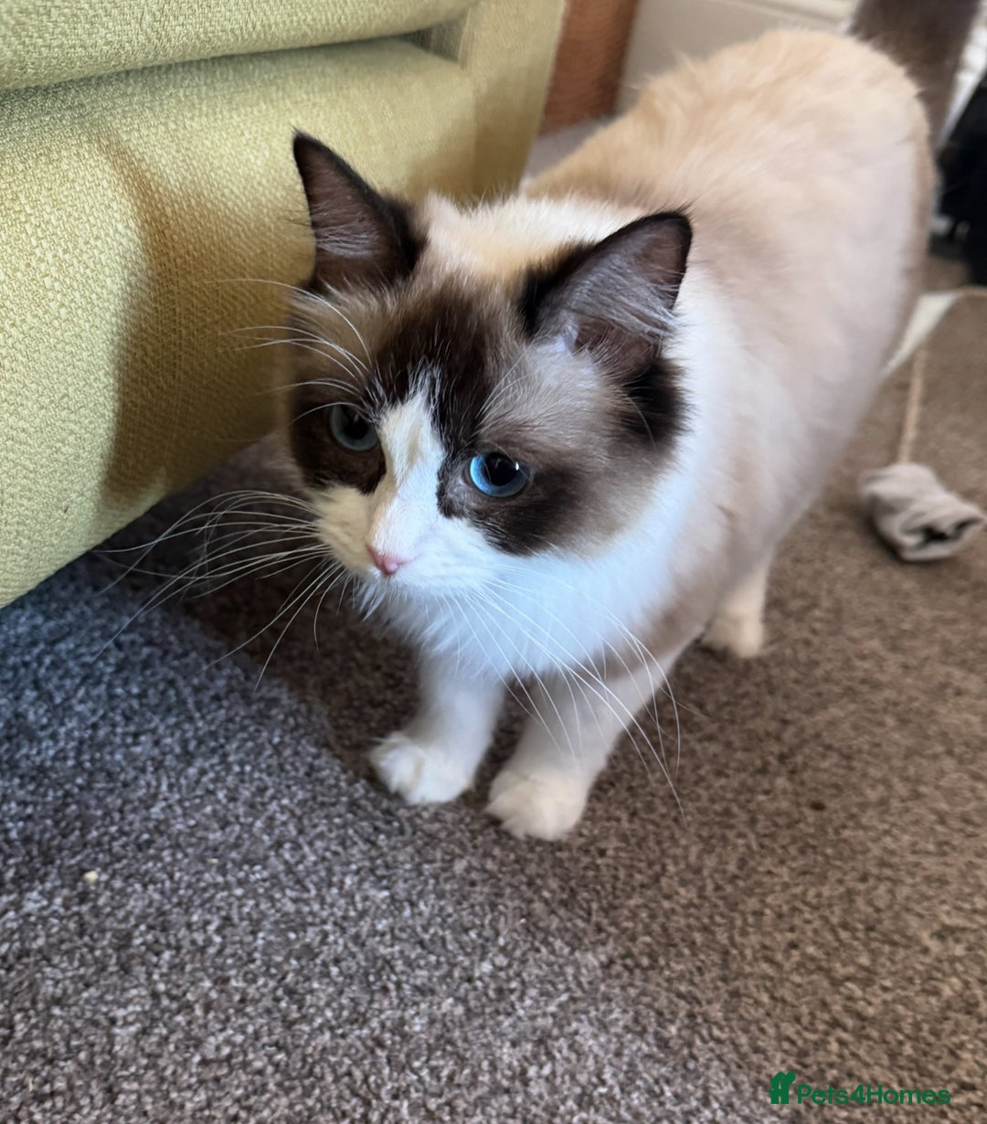 Domestic Shorthair cats for sale: Heartbreakingly a marriage breakup forces rehome - Image 19