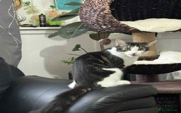 Mixed Breed cats for sale: Beautiful mixed breed looking for a new home  - Image 6