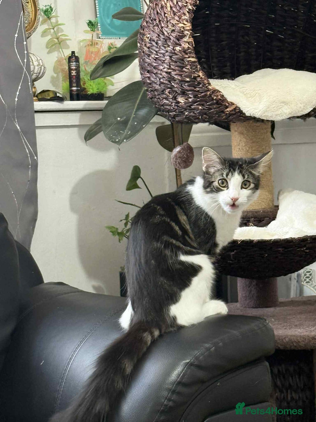 Mixed Breed cats for sale: Beautiful mixed breed looking for a new home  - Image 6