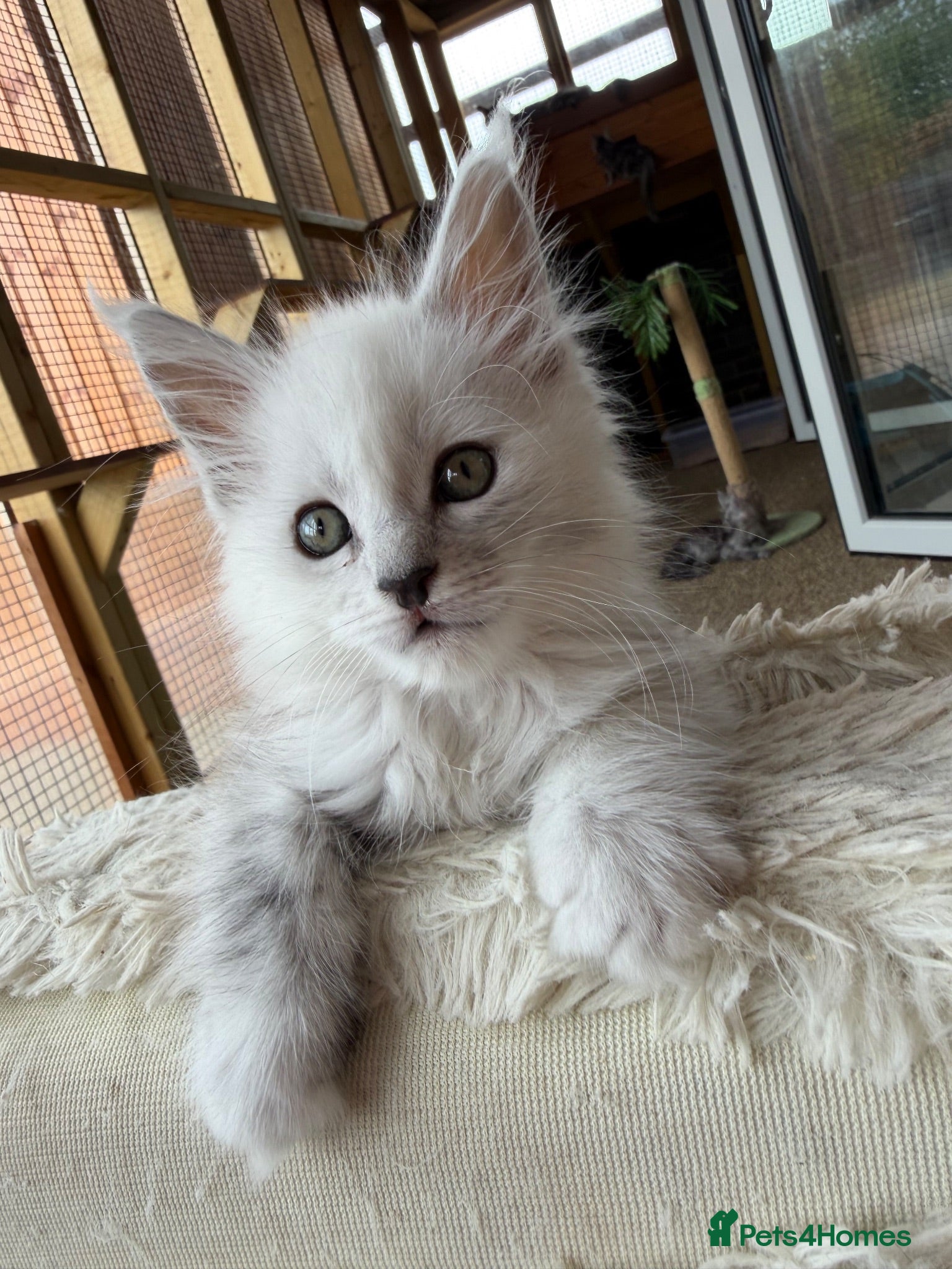 Maine Coon cats Very Beautiful shaded GCCF reg Maine coon kittens  - Advert 1