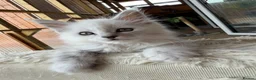 Maine Coon cats for sale: Very Beautiful shaded GCCF reg Maine coon kittens  - Advert 2