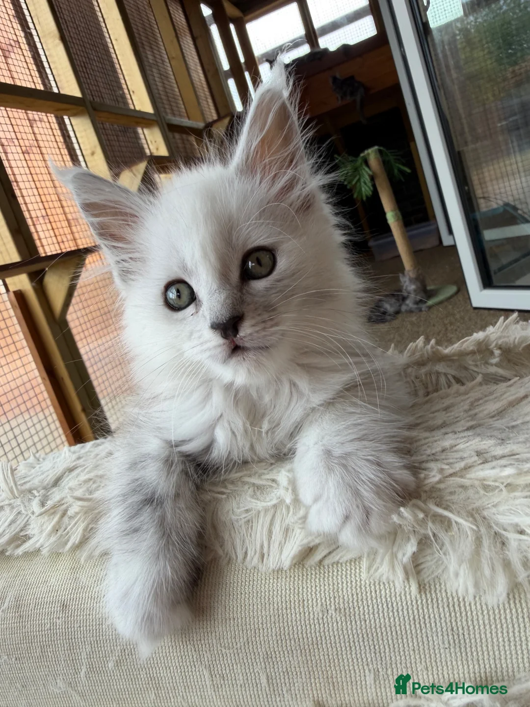 Maine Coon cats for sale: Very Beautiful shaded GCCF reg Maine coon kittens  - Advert 2