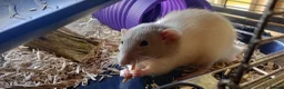 Rat rodents for sale: 3 Male rats plus cage, food and bedding etc in Cheltenham - Advert 7