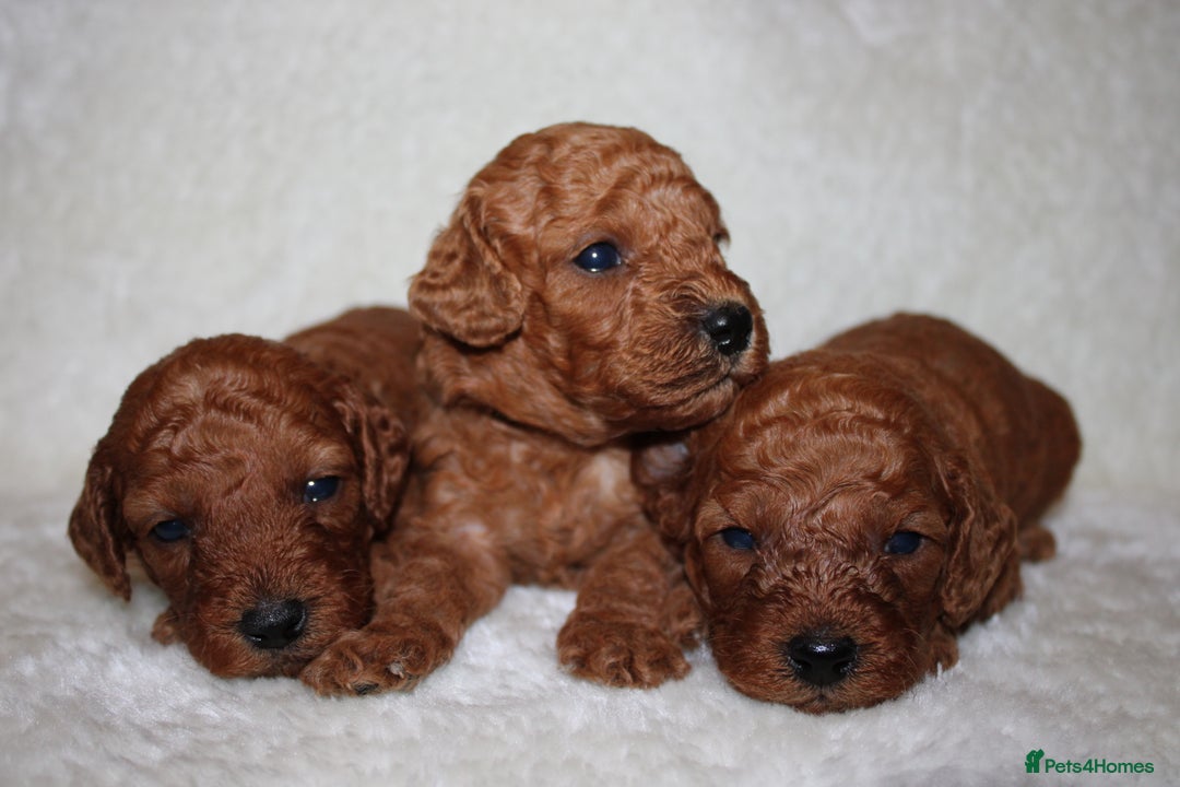 Cavapoo dogs for sale: Fox RED Cavapoo Puppies - Image 7