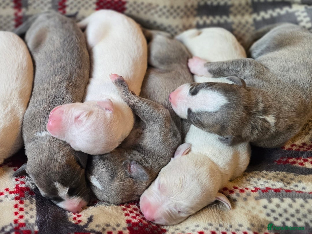 Whippet dogs for sale: KC Registered Small Whippet Puppies - Advert 11