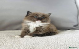 Ragdoll cats for sale: Adorable Ragdoll Kittens Due October 2025 - Image 5