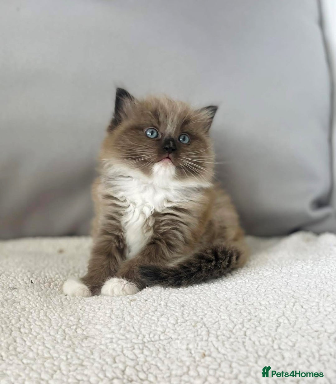 Ragdoll cats for sale: Adorable Ragdoll Kittens Due October 2025 - Image 5