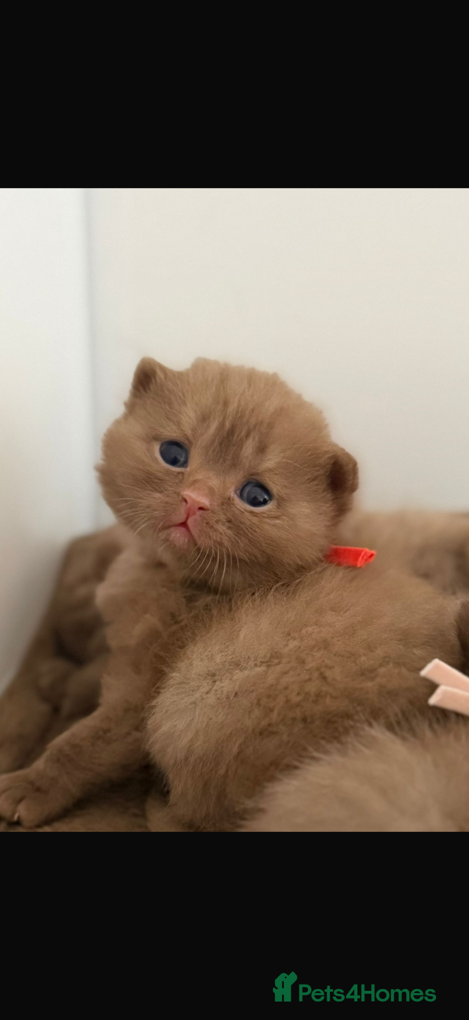 British Shorthair cats Chocolate and Cinnamon Pedigree British Shorthairs - Advert 15