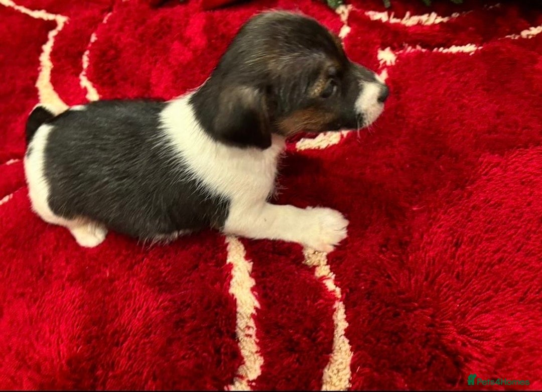 Jack Russell dogs for sale: Jack Russell puppy  - Advert 1