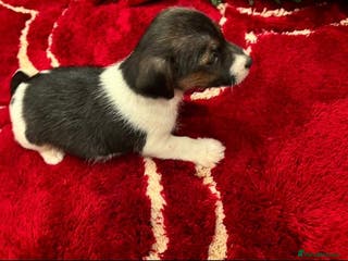 Jack Russell dogs Jack Russell puppy - Advert 12