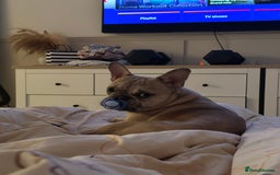 French Bulldog dogs for sale: 2 year old French bulldog for sale - Image 7