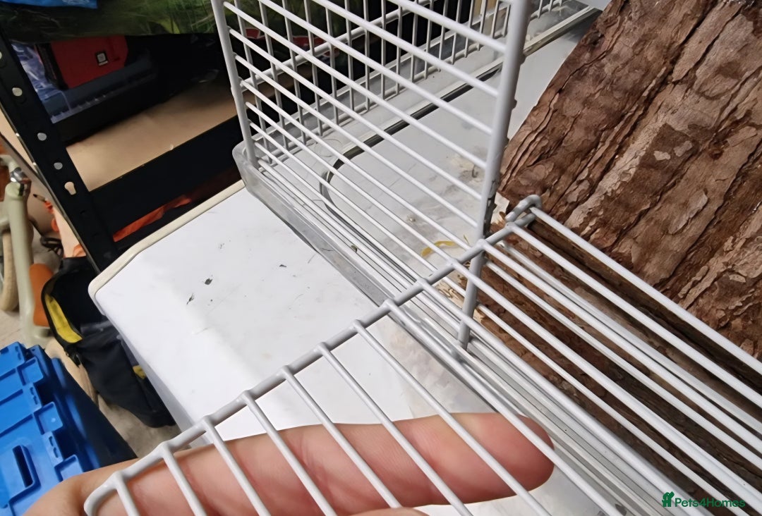 Hamster rodents for sale: Gorgeous male hamster with cage and full set up - Image 8