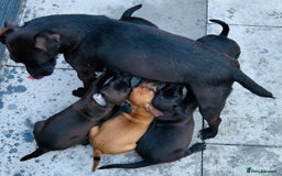 Patterdale Terrier dogs for sale: Patterdale pups  - Image 14
