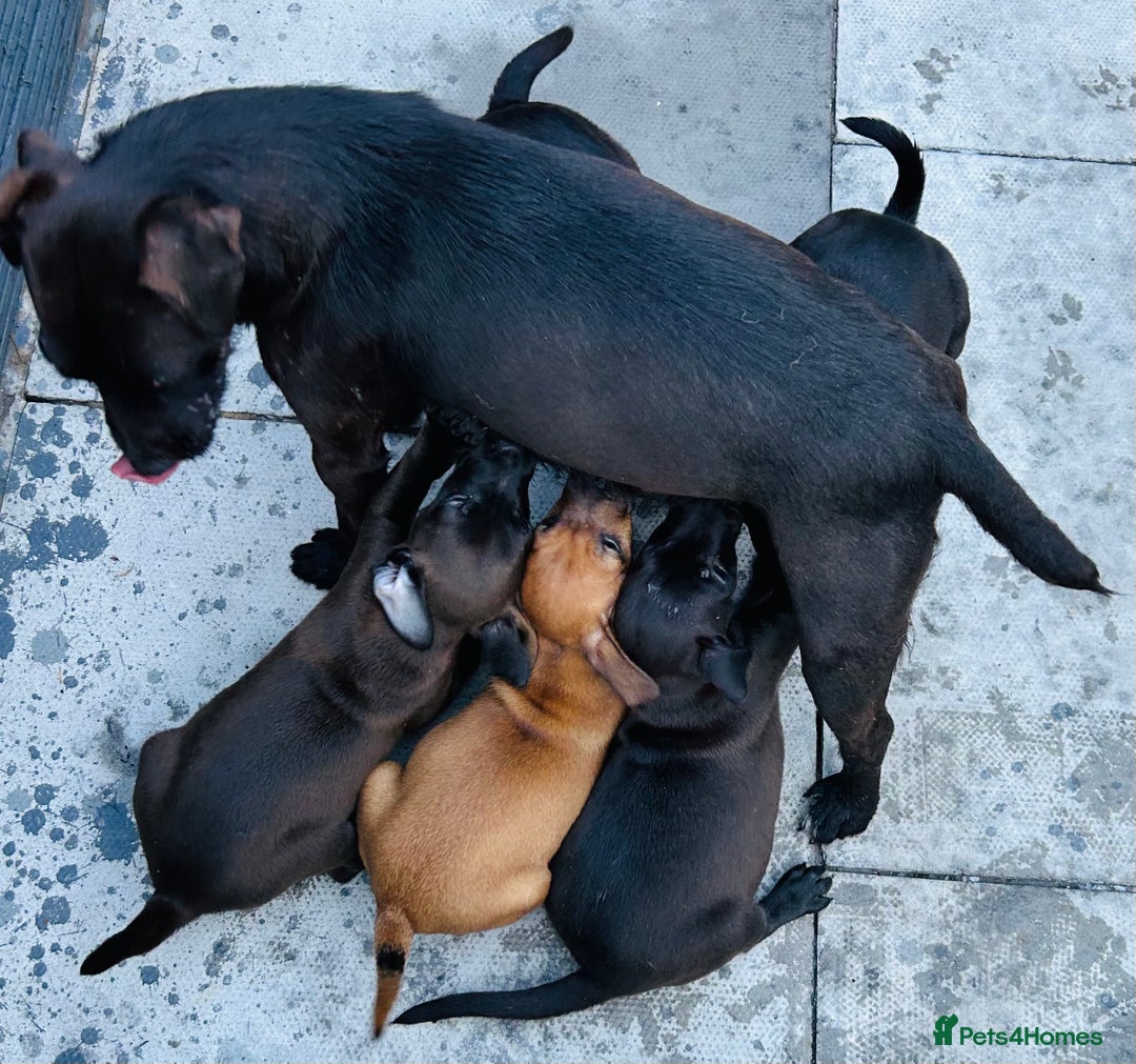 Patterdale Terrier dogs for sale: Patterdale pups  - Image 14