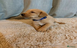 Labrador Retriever dogs for sale: Labrador Puppies - Image 14