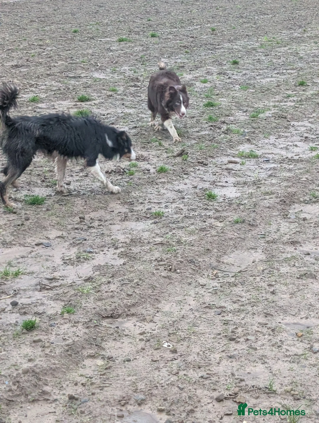 Border Collie dogs for sale: Sophie isds reg , red Tri bitch  - Advert 8