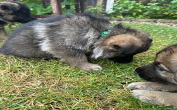 German Shepherd dogs for sale: 6 Beautiful, Healthy German Shepherd puppies in Mansfield - Image 12