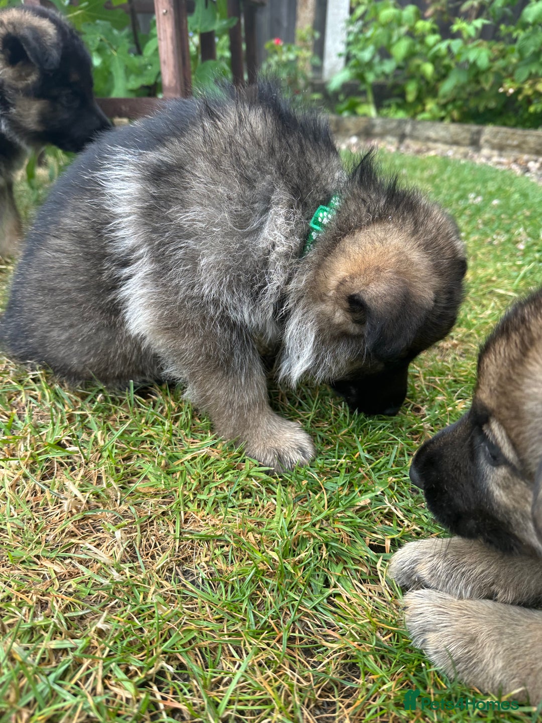 German Shepherd dogs for sale: 6 Beautiful, Healthy German Shepherd puppies in Mansfield - Image 12