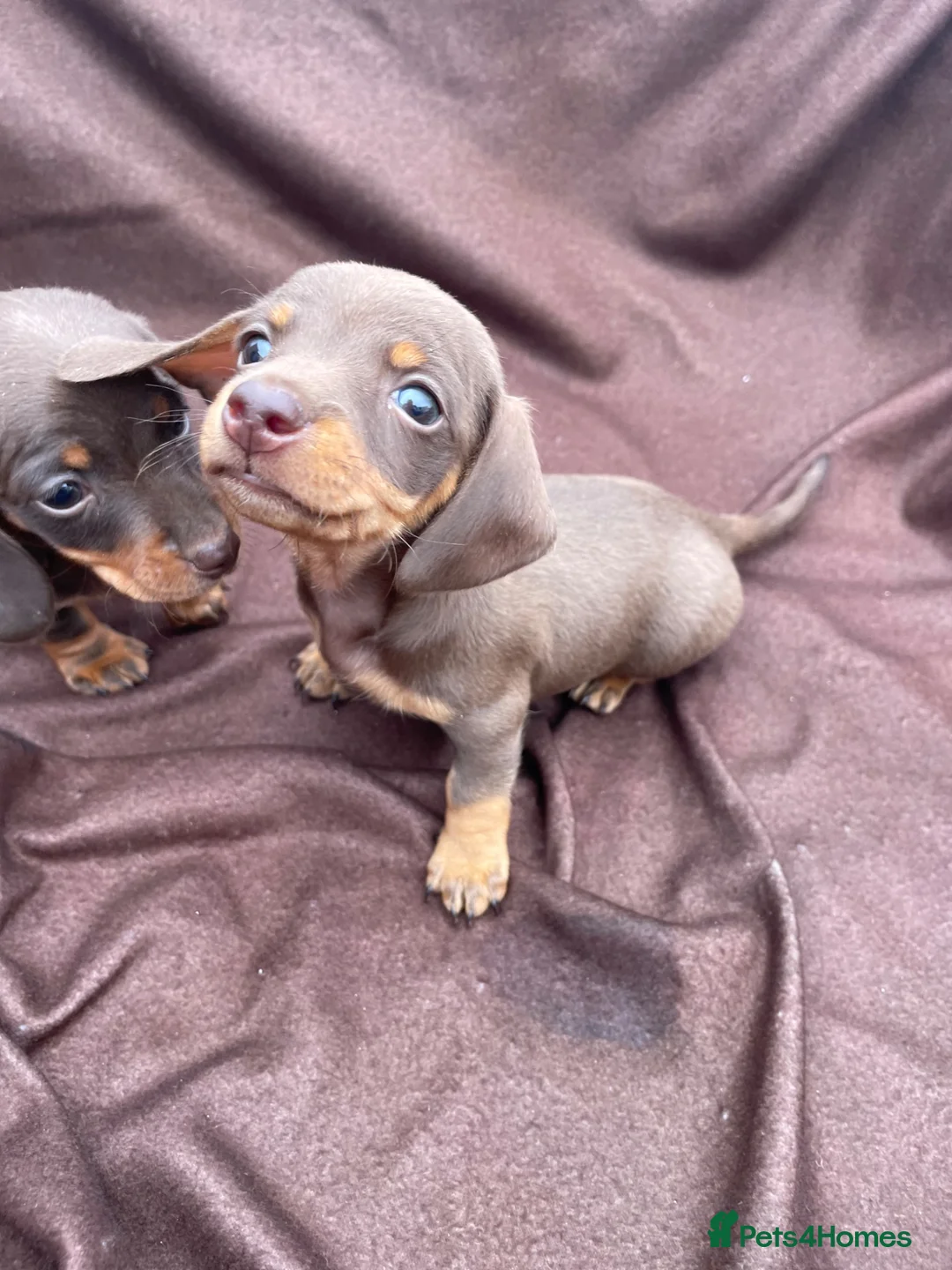 Miniature Dachshund dogs for sale: Stunning miniature dachshund puppies - Advert 2