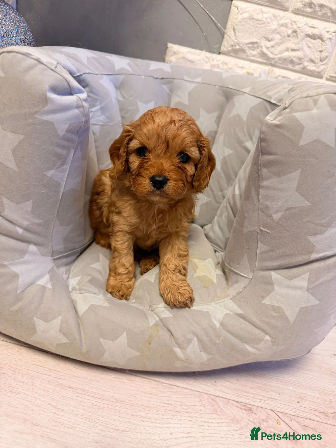 Cavapoo dogs for sale: Toy Cavapoo Health testing parent  - Advert 2