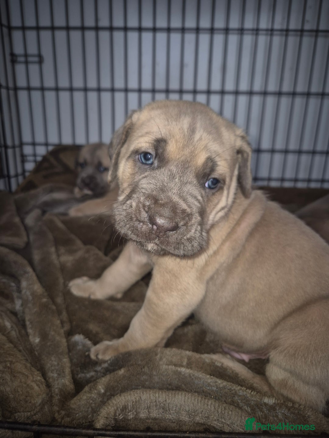 Cane Corso dogs for sale: Class Corsos  - Image 7