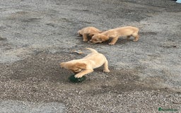 Labrador Retriever dogs for sale: Quality kc Labrador puppies 4 Males Ready Now - Image 5