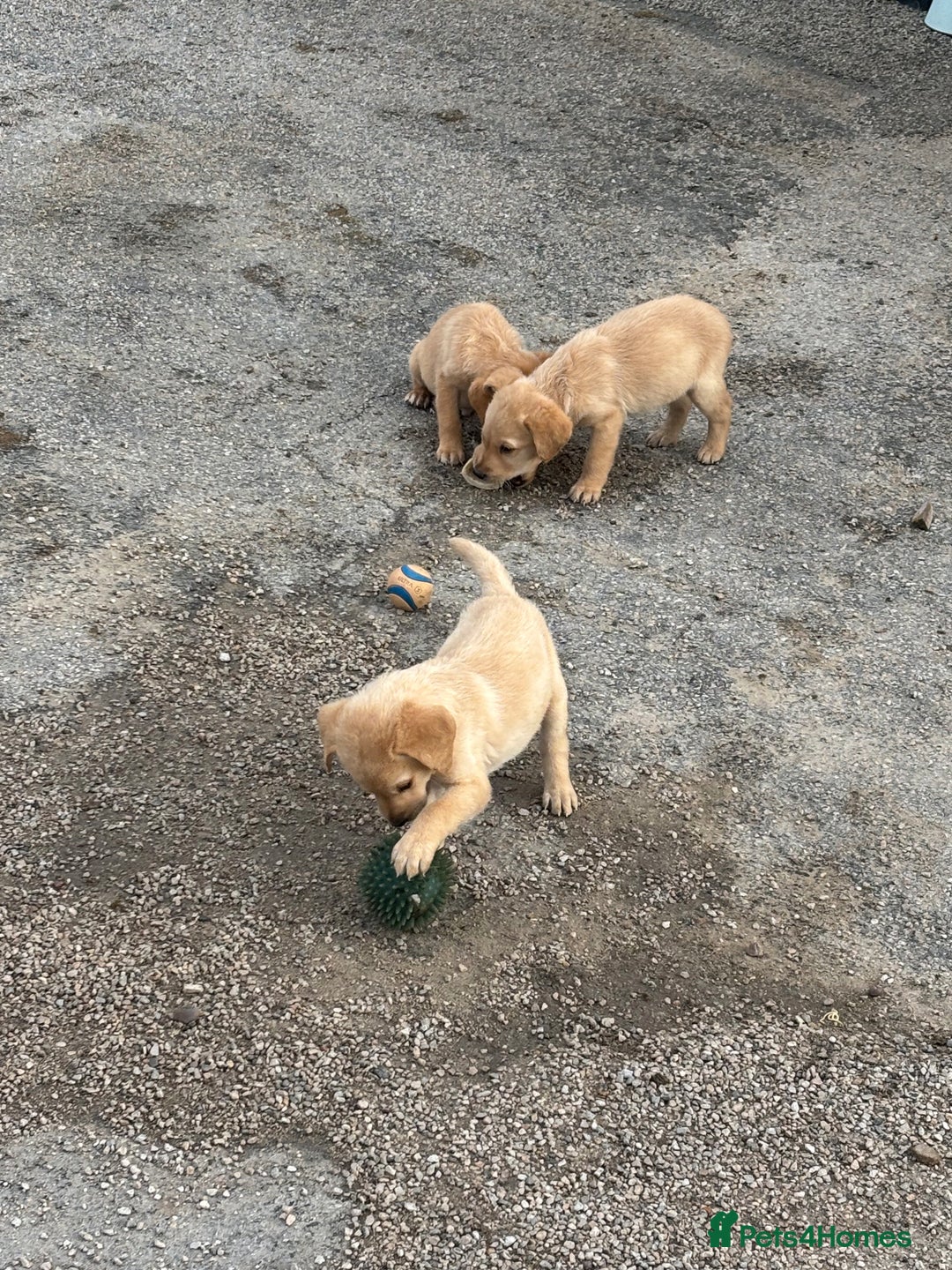 Labrador Retriever dogs for sale: Quality kc Labrador puppies 4 Males Ready Now - Image 5
