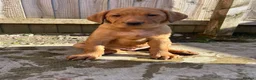 Labrador Retriever dogs for sale: Gorgeous KC Registered Fox Red Labradors  - Advert 18