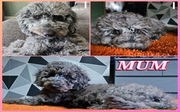 Cockapoo dogs for sale: Cockapoo puppies 2LEFT - Image 2