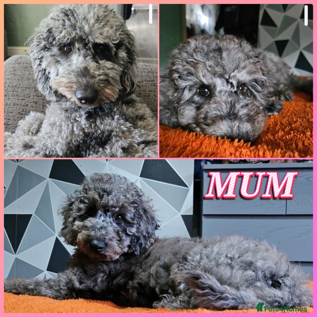 Cockapoo dogs for sale: Cockapoo puppies 2LEFT - Image 2